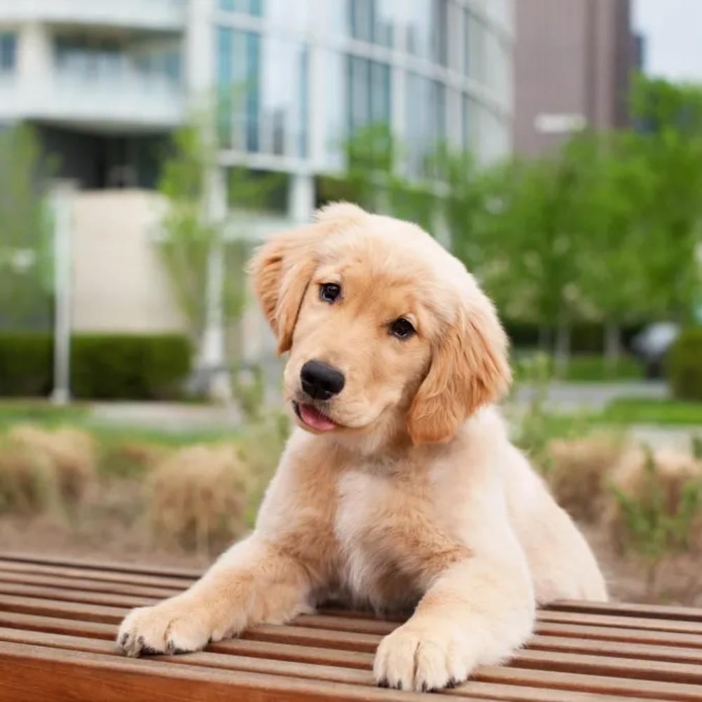 Meet your Posher, A wonderful life